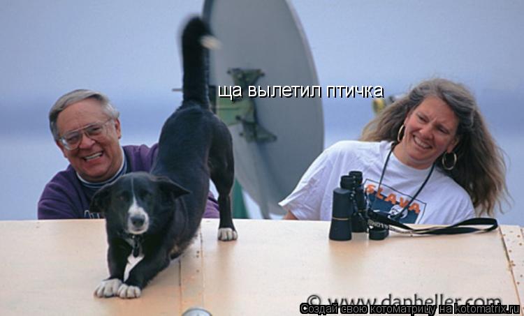 ща вылетил птичка... Котоматрица: ща вылетил птичка