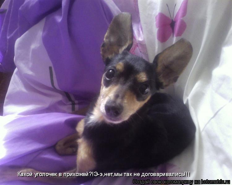 Какой уголочек в прихожей?!Э-э,нет,мы так не договаривались!!!... Котоматрица: Какой уголочек в прихожей?!Э-э,нет,мы так не договаривались!!!