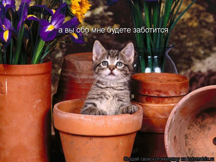 а вы обо мне будете заботится... Котоматрица: а вы обо мне будете заботится