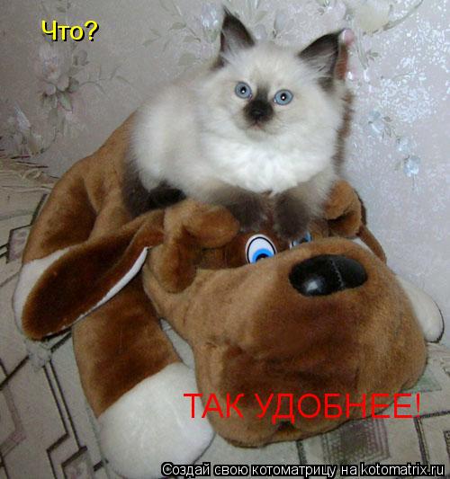 Что? ТАК УДОБНЕЕ!... Котоматрица: Что? ТАК УДОБНЕЕ!