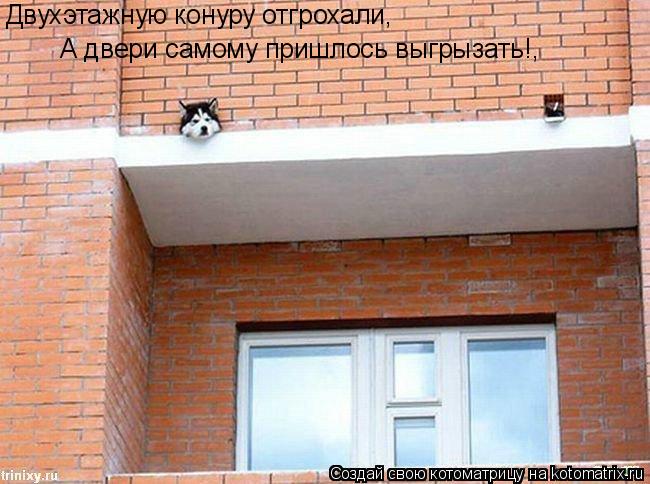 А двери самому пришлось выгрызать!, Двухэтажную конуру отгрохали,... Котоматрица: А двери самому пришлось выгрызать!, Двухэтажную конуру отгрохали,