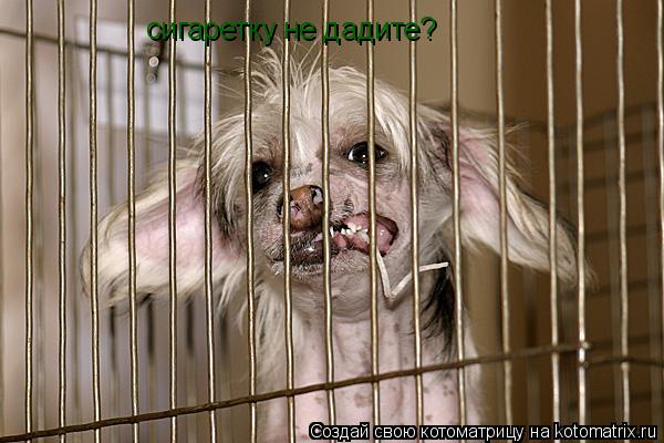 сигаретку не дадите?... Котоматрица: сигаретку не дадите?