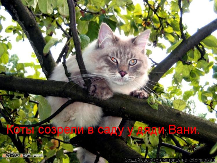 Коты созрели в саду у дяди Вани.... Котоматрица: Коты созрели в саду у дяди Вани.