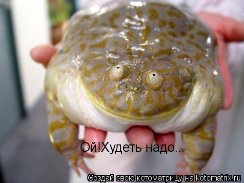 Ой!Худеть надо...... Котоматрица: Ой!Худеть надо...