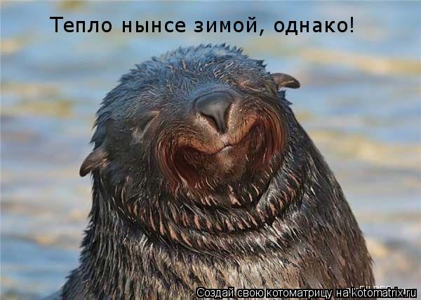 Тепло нынсе зимой, однако!... Котоматрица: Тепло нынсе зимой, однако!