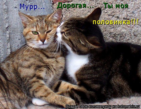 Дорогая... Ты моя Мурр... половинка!!!... Котоматрица: Дорогая... Ты моя Мурр... половинка!!!