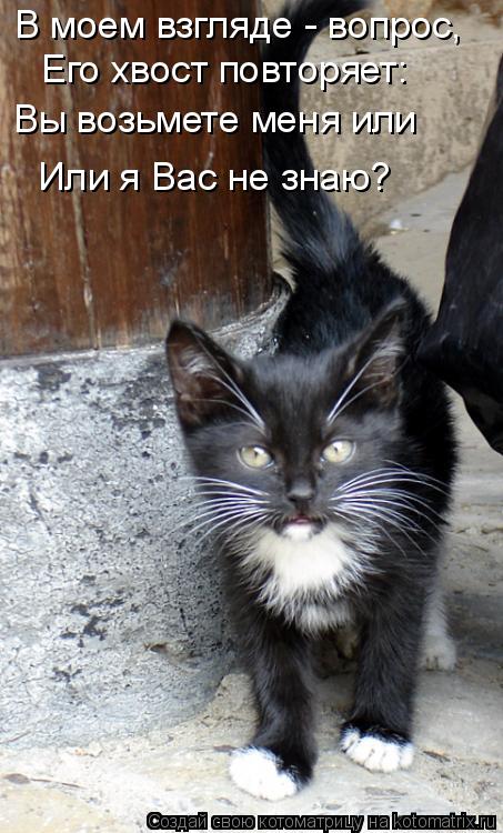 Котоматрица: В моем взгляде - вопрос, Его хвост повторяет: Вы возьмете меня или Или я Вас не знаю?
