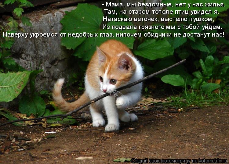 - Мама, мы бездомные, нет у нас жилья. Там, на старом тополе птиц увидел я. Натаскаю веточек, выс... Котоматрица: - Мама, мы бездомные, нет у нас жилья. Там, на старом тополе птиц увидел я. Натаскаю веточек, выстелю пушком, Из подвала грязного мы с тобой