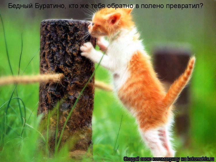 Бедный Буратино, кто же тебя обратно в полено превратил?... Котоматрица: Бедный Буратино, кто же тебя обратно в полено превратил?