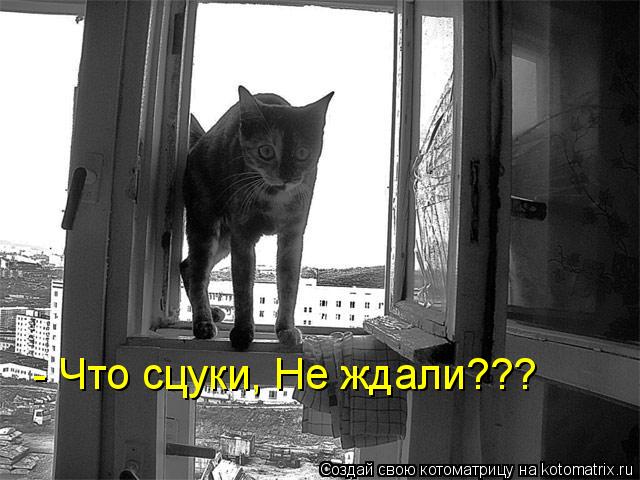 - Что сцуки, Не ждали???... Котоматрица: - Что сцуки, Не ждали???