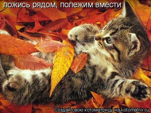 ложись рядом, полежим вмести... Котоматрица: ложись рядом, полежим вмести