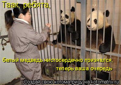 Таак, ребята, белый медведь чистосердечно признался, теперь ваша очередь... Котоматрица: Таак, ребята, белый медведь чистосердечно признался, теперь ваша очередь