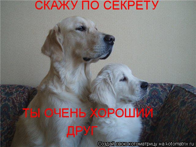 СКАЖУ ПО СЕКРЕТУ ТЫ ОЧЕНЬ ХОРОШИЙ ДРУГ... Котоматрица: СКАЖУ ПО СЕКРЕТУ ТЫ ОЧЕНЬ ХОРОШИЙ ДРУГ