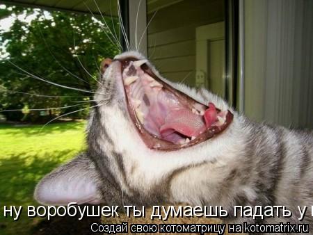 ну воробушек ты думаешь падать у мее хелюсть оквисла... Котоматрица: ну воробушек ты думаешь падать у мее хелюсть оквисла