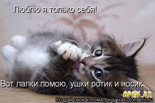 Люблю я только себя! Вот лапки помою, ушки ротик и носик... Котоматрица: Люблю я только себя! Вот лапки помою, ушки ротик и носик