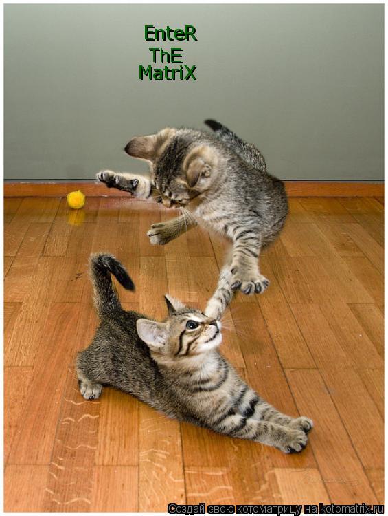 EnteR ThE MatriX... Котоматрица: EnteR ThE MatriX