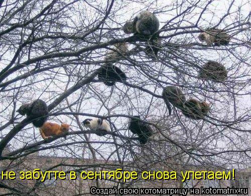 не забутте в сентябре снова улетаем!... Котоматрица: не забутте в сентябре снова улетаем!