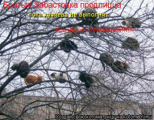 Братья! Забастовка продлицца пока хазяева не выполнят все наши требования!!!!!!!!... Котоматрица: Братья! Забастовка продлицца пока хазяева не выполнят все наши требования!!!!!!!!