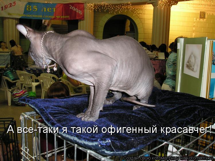 А все-таки я такой офигенный красавчег!... Котоматрица: А все-таки я такой офигенный красавчег!