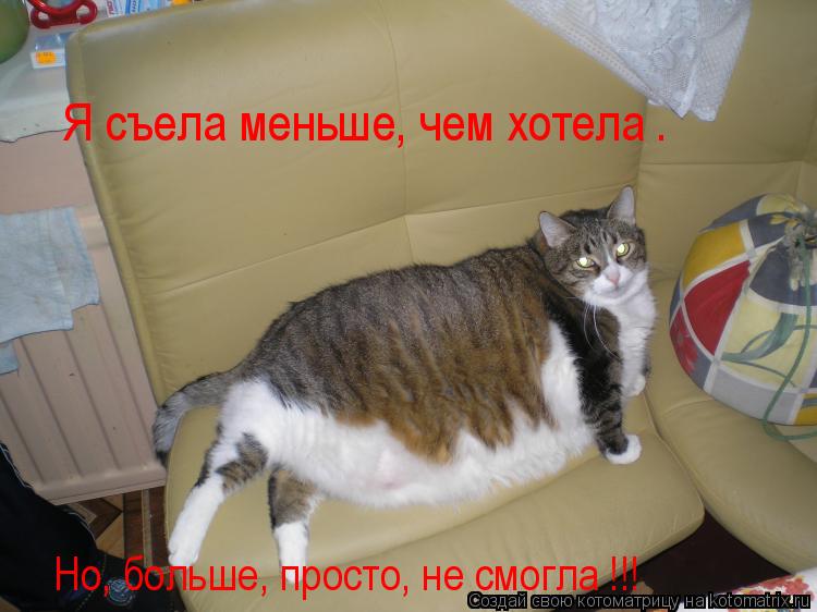 Но, больше, просто, не смогла !!! Я съела меньше, чем хотела .... Котоматрица: Но, больше, просто, не смогла !!! Я съела меньше, чем хотела .
