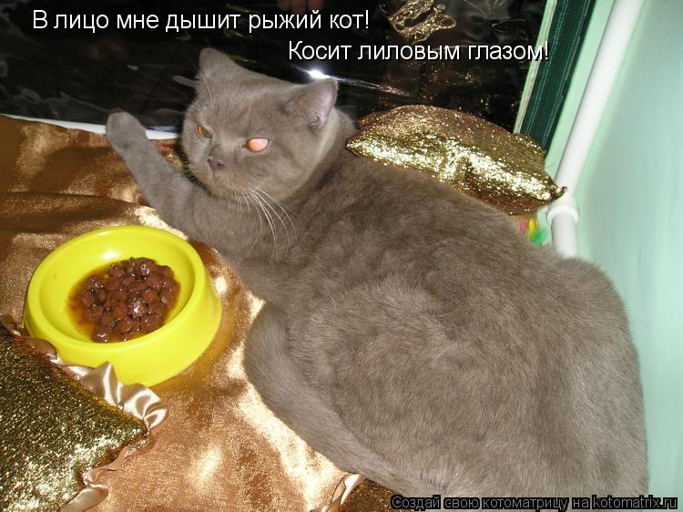 В лицо мне дышит рыжий кот! Косит лиловым глазом!... Котоматрица: В лицо мне дышит рыжий кот! Косит лиловым глазом!