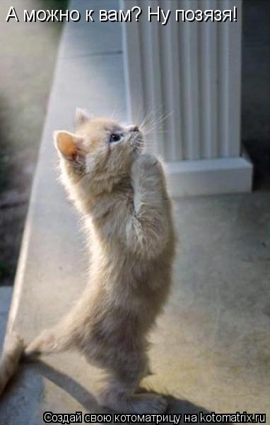 А можно к вам? Ну позязя!... Котоматрица: А можно к вам? Ну позязя!