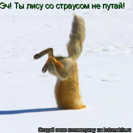Эч! Ты лису со страусом не путай!... Котоматрица: Эч! Ты лису со страусом не путай!