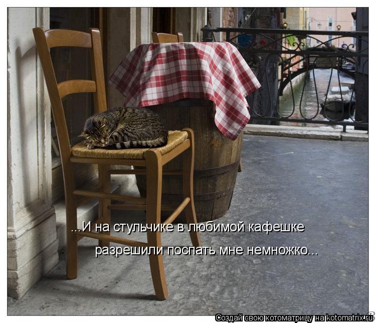 ...И на стульчике в любимой кафешке разрешили поспать мне немножко...... Котоматрица: ...И на стульчике в любимой кафешке разрешили поспать мне немножко...
