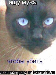 ищу мужа чтобы убить... Котоматрица: ищу мужа чтобы убить