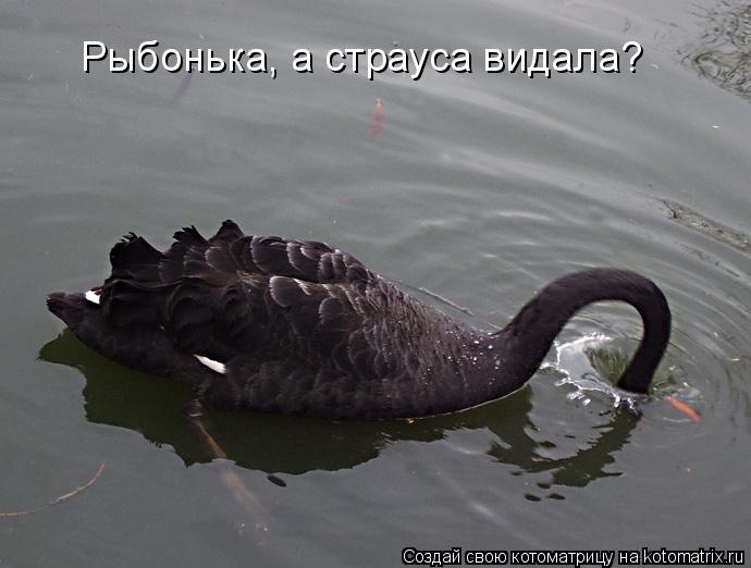 Рыбонька, а страуса видала?... Котоматрица: Рыбонька, а страуса видала?