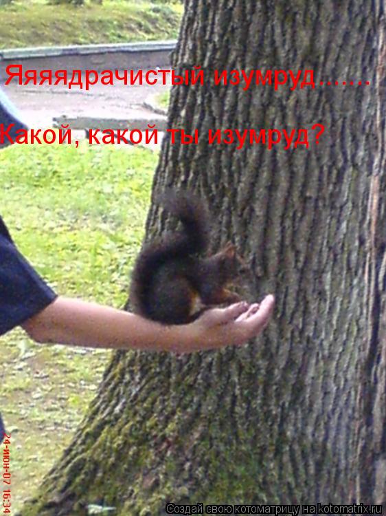 Яяяядрачистый изумруд....... Какой, какой ты изумруд?... Котоматрица: Яяяядрачистый изумруд....... Какой, какой ты изумруд?