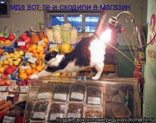 мда вот те и сходили в магазин мда вот те и сходили в магазин... Котоматрица: мда вот те и сходили в магазин мда вот те и сходили в магазин