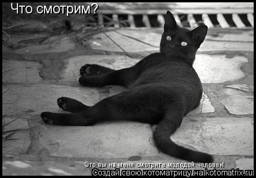 Что смотрим? Это вы на меня смотрите молодой человек!... Котоматрица: Что смотрим? Это вы на меня смотрите молодой человек!