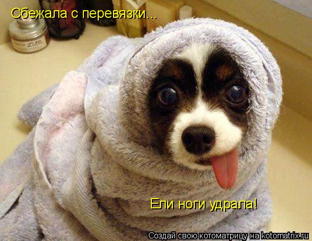 Сбежала с перевязки... Ели ноги удрала!... Котоматрица: Сбежала с перевязки... Ели ноги удрала!