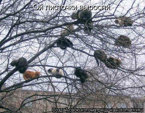 Ой листочки выросли Ой листочки выросли... Котоматрица: Ой листочки выросли Ой листочки выросли