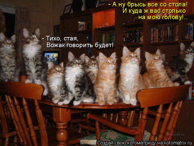 - А ну брысь все со стола! И куда ж вас столько на мою голову!.. Вожак говорить будет! - Тихо, стая,... Котоматрица: - А ну брысь все со стола! И куда ж вас столько на мою голову!.. Вожак говорить будет! - Тихо, стая,