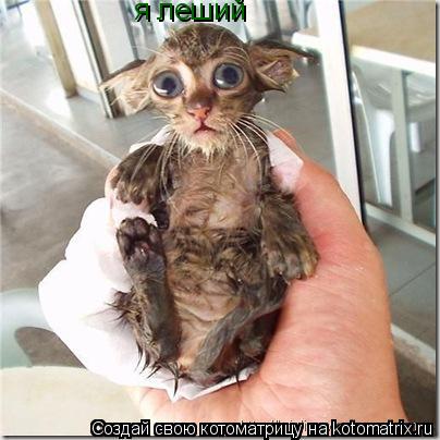 я леший... Котоматрица: я леший