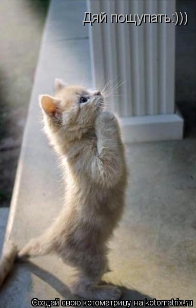 Дяй пощупать:)))... Котоматрица: Дяй пощупать:)))