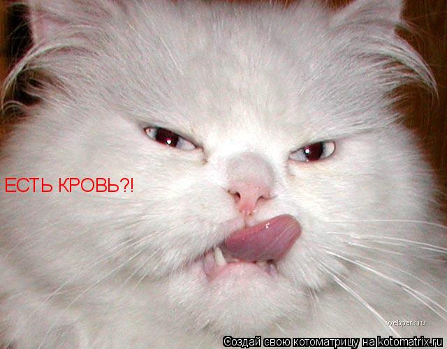 ЕСТЬ КРОВЬ?!... Котоматрица: ЕСТЬ КРОВЬ?!