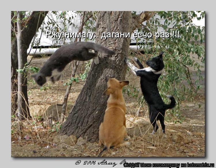 Ржу нимагу.. дагани есчо раз !!!... Котоматрица: Ржу нимагу.. дагани есчо раз !!!