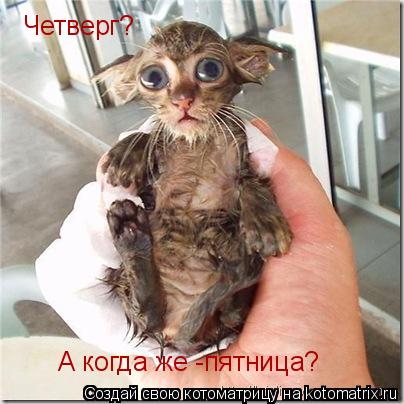 Четверг? А когда же -пятница?... Котоматрица: Четверг? А когда же -пятница?