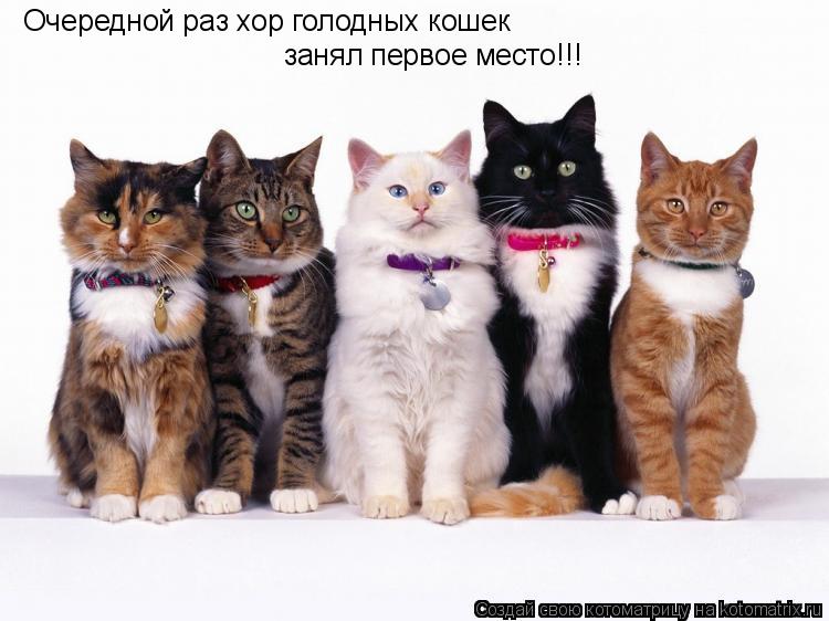 Очередной раз хор голодных кошек занял первое место!!!... Котоматрица: Очередной раз хор голодных кошек занял первое место!!!