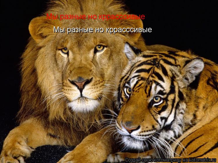 Мы разные но кррасссивые Мы разные но кррасссивые... Котоматрица: Мы разные но кррасссивые Мы разные но кррасссивые