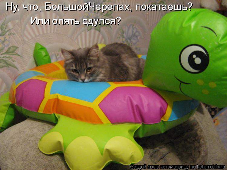 Ну, что, БольшойЧерепах, покатаешь? Или опять сдулся?... Котоматрица: Ну, что, БольшойЧерепах, покатаешь? Или опять сдулся?