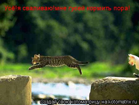 Усё!я сваливаю!мне гусей кормить пора!... Котоматрица: Усё!я сваливаю!мне гусей кормить пора!
