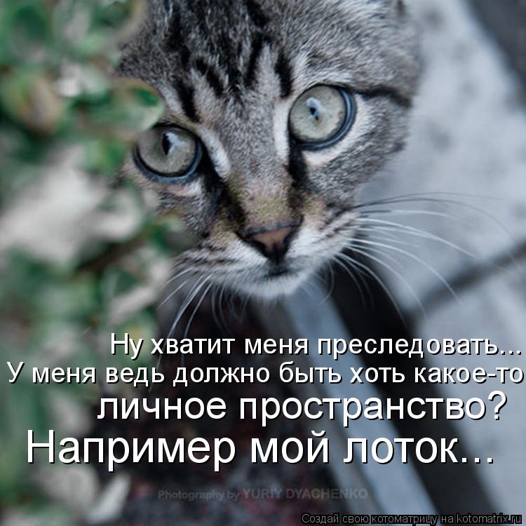 Ну хватит меня преследовать... У меня ведь должно быть хоть какое-то личное пространство? Например м... Котоматрица: Ну хватит меня преследовать... У меня ведь должно быть хоть какое-то личное пространство? Например мой лоток...