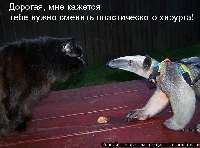 Дорогая, мне кажется, тебе нужно сменить пластического хирурга!... Котоматрица: Дорогая, мне кажется, тебе нужно сменить пластического хирурга!
