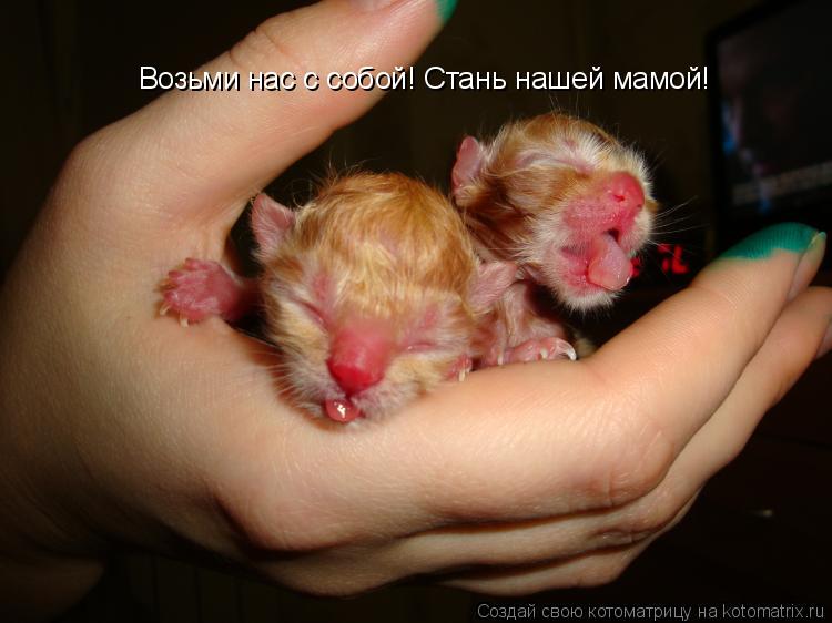 Возьми нас с собой! Стань нашей мамой!... Котоматрица: Возьми нас с собой! Стань нашей мамой!