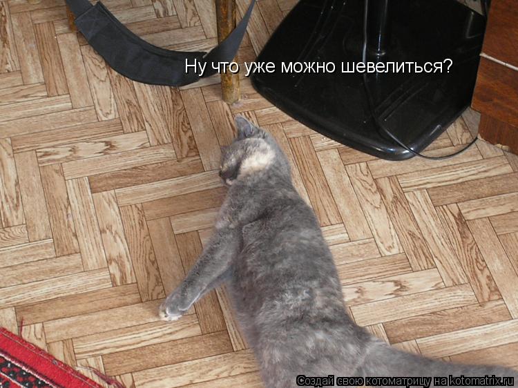 Ну что уже можно шевелиться?... Котоматрица: Ну что уже можно шевелиться?