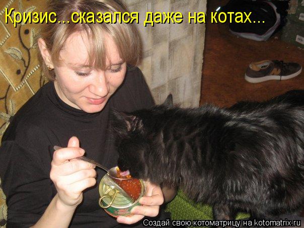 Кризис...сказался даже на котах...... Котоматрица: Кризис...сказался даже на котах...